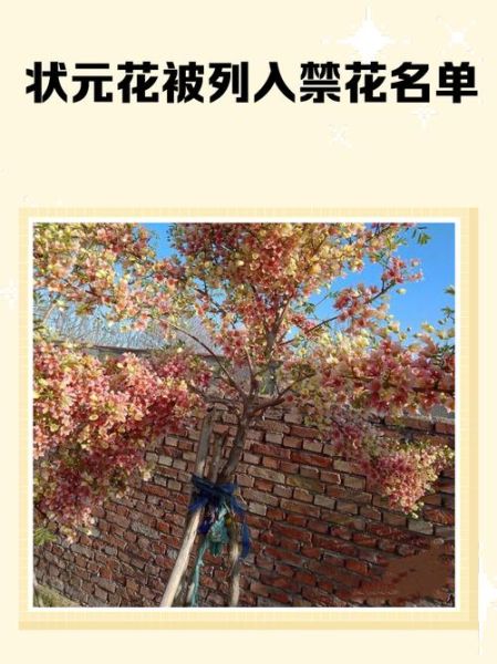 古代禁花有哪些_为何被禁