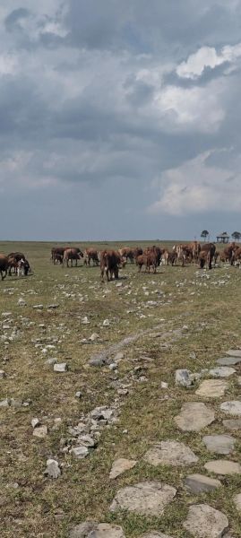 牧区生活怎么样_牧区生活真实体验