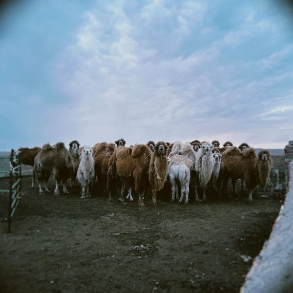 牧区生活怎么样_牧区生活真实体验