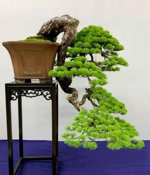 艺术松树怎么养_艺术松树盆景价格