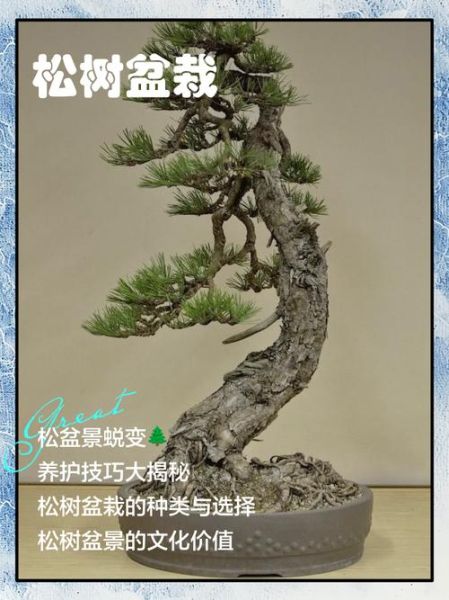 艺术松树怎么养_艺术松树盆景价格