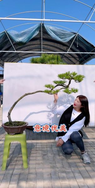 艺术松树怎么养_艺术松树盆景价格