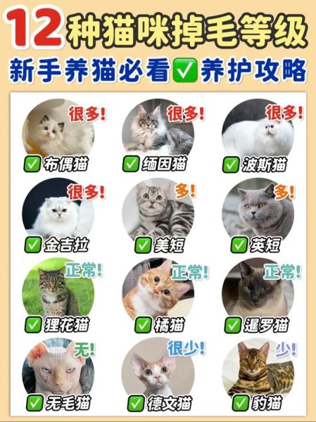 猫咪掉毛怎么办_如何减少猫咪掉毛