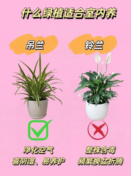 室内植物怎么养_新手适合养哪些绿植
