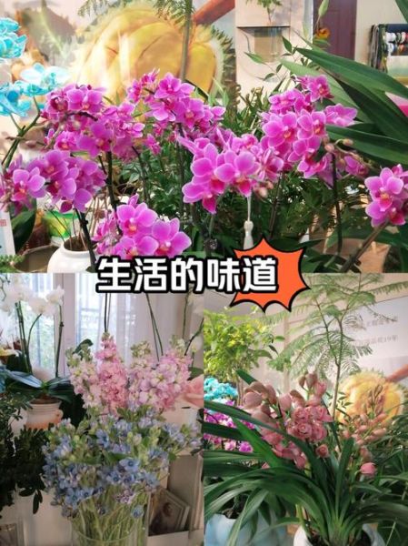 美好生活花怎么养_美好生活花的花语是什么