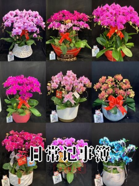 美好生活花怎么养_美好生活花的花语是什么