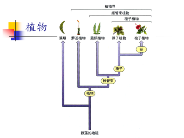 植物历史视频大全_如何系统观看植物演化史