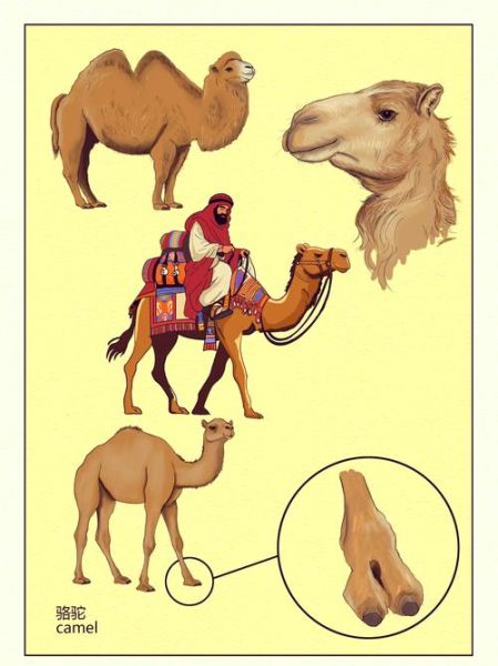 骆驼历史故事大全_骆驼为什么被称为沙漠之舟