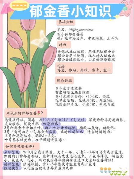 郁金香怎么养_郁金香花语是什么
