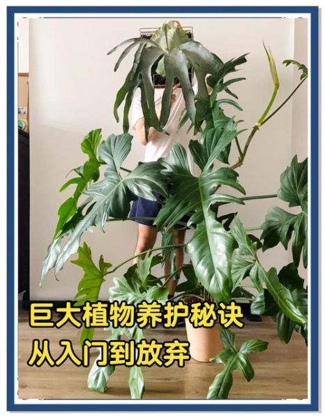 生活加点绿有什么好处_如何在家轻松实现