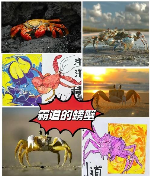 螃蟹艺术是什么_螃蟹艺术怎么欣赏