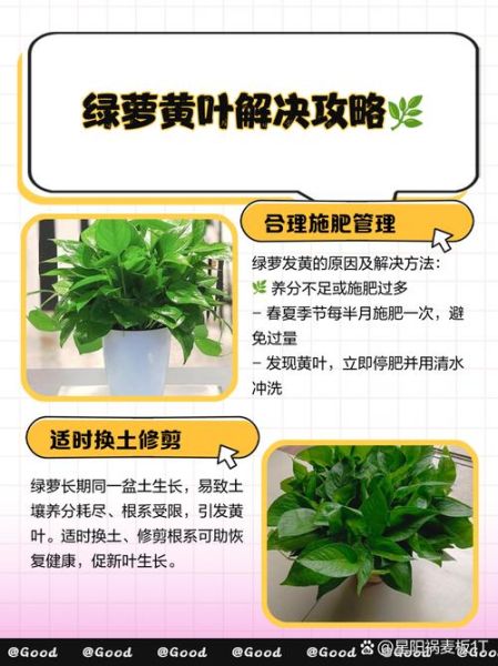 室内植物怎么养_绿植黄叶怎么办
