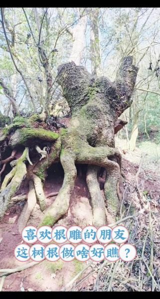树根艺术是什么_树根艺术怎么做
