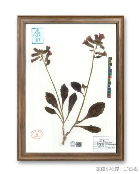 艺术标本是什么_如何制作艺术标本