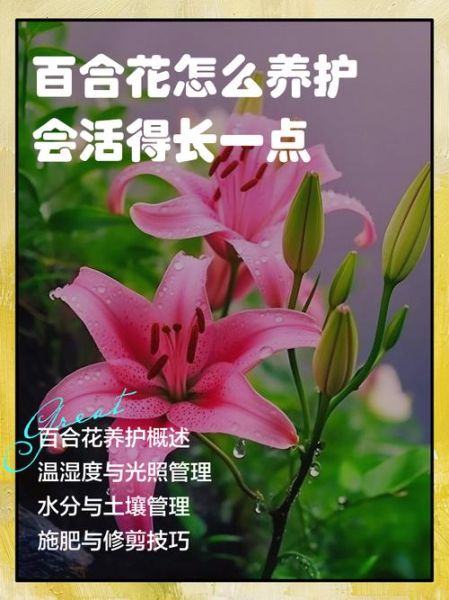鲜花怎么养才长久_鲜花生活文案怎么写