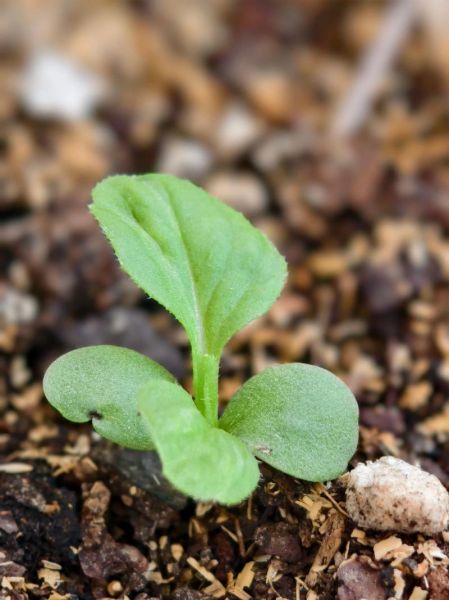 生活明朗万物生长什么意思_如何活出万物生长的状态