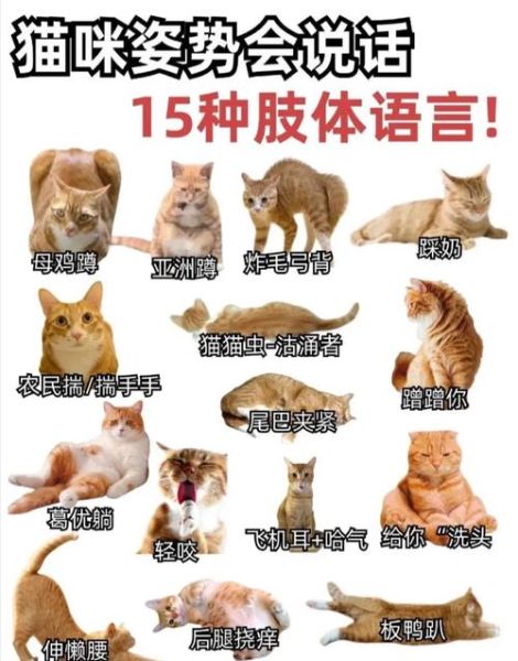 为什么羡慕猫咪的生活_猫咪一天都在做什么
