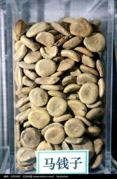 马钱子历史图片大全_马钱子长什么样