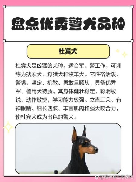 中国警犬历史大全_警犬品种有哪些