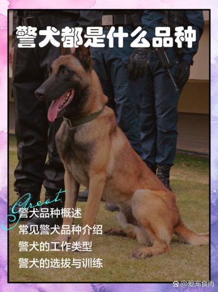 中国警犬历史大全_警犬品种有哪些