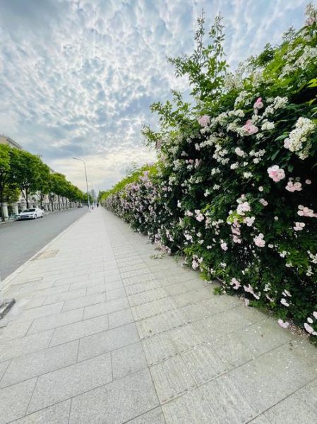 艺术花墙怎么设计_艺术花墙用什么花