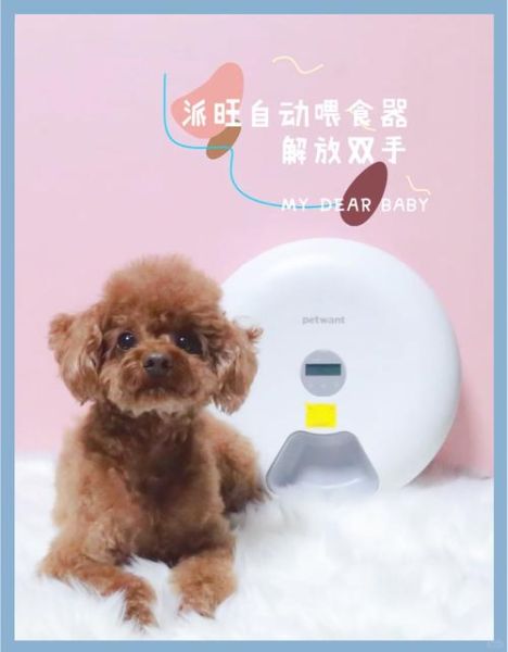 宠物智能喂食器代理怎么做_宠物高科技产品加盟靠谱吗