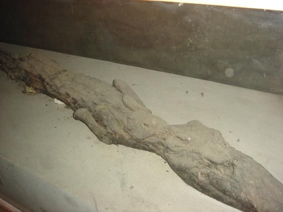 古代人如何保存尸体_木乃伊制作原理