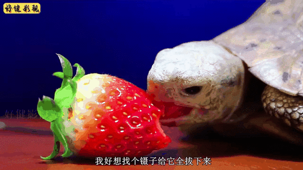 草莓黑历史大全_草莓为什么突然塌房