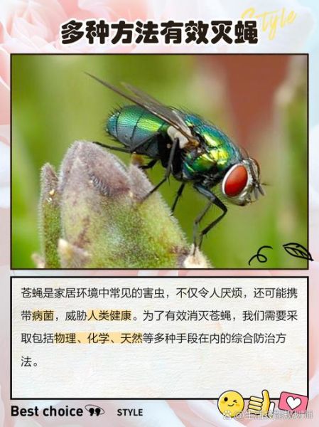 苍蝇的历史起源_苍蝇为什么能活到现在