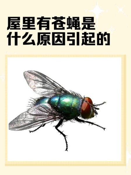 苍蝇的历史起源_苍蝇为什么能活到现在
