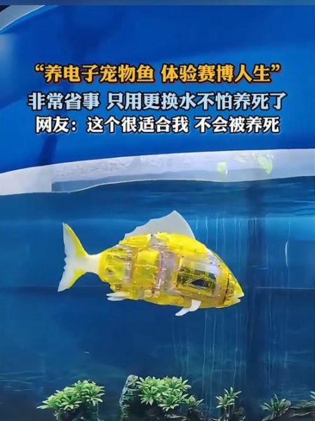 有鱼科技怎么样_有鱼科技是做什么的