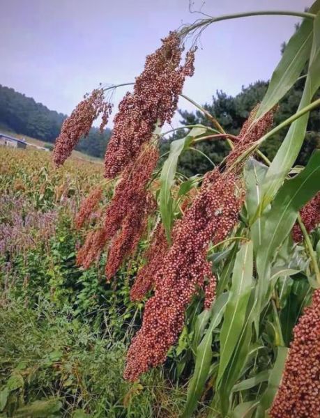 高粱历史图片大全_高粱起源与演变