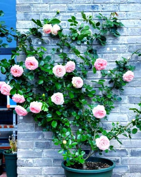 如何在家打造花墙_花墙适合种什么花